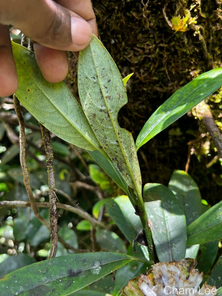Leucocodon reticulatum Gardner